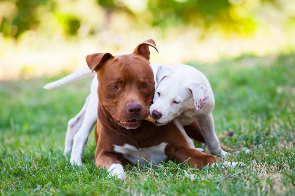 Blu e Mila American Pitbull Terrier red nose Cioccolato e bianco