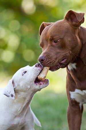 Pitbull adulto e cucciolo si contendono un osso, Blu e MIla di Pitbull Reserve
