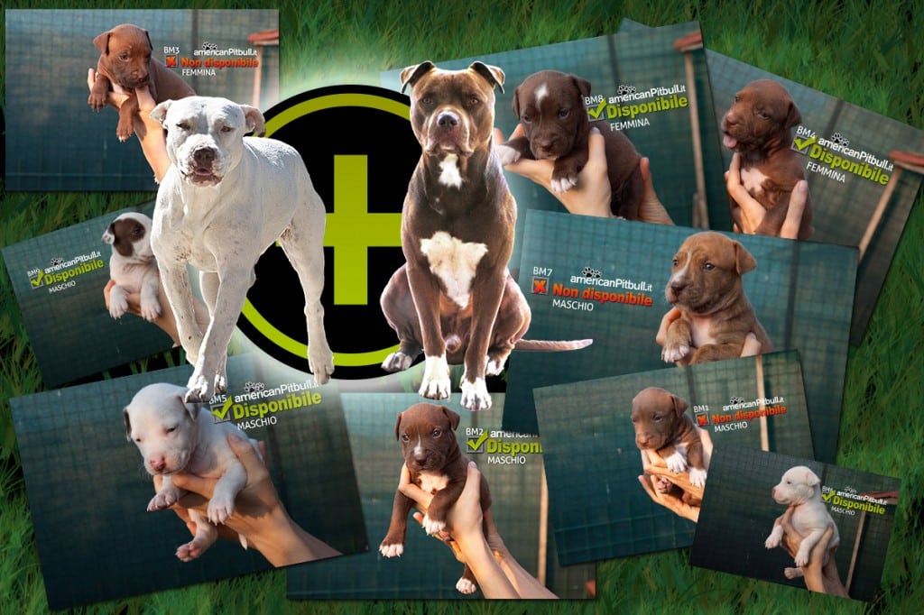 cuccioli di pitbull in vendita con pedigree, controlla disponibilita