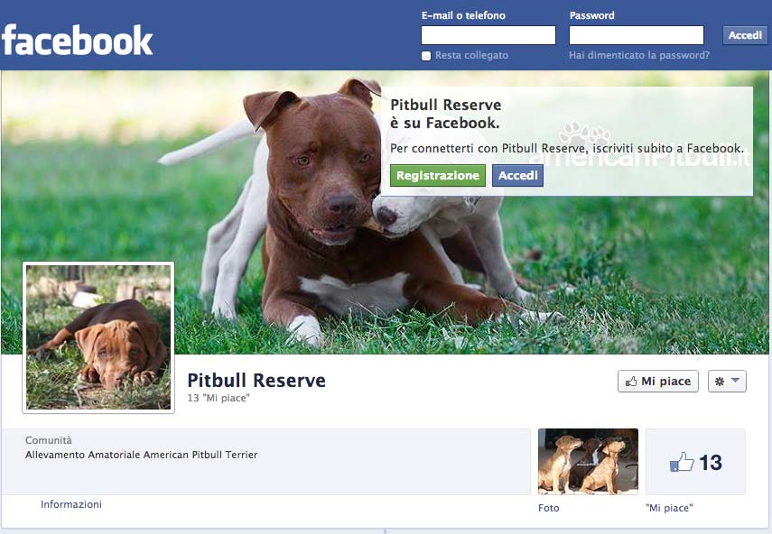 schermata pagina facebook Pitbull Reserve