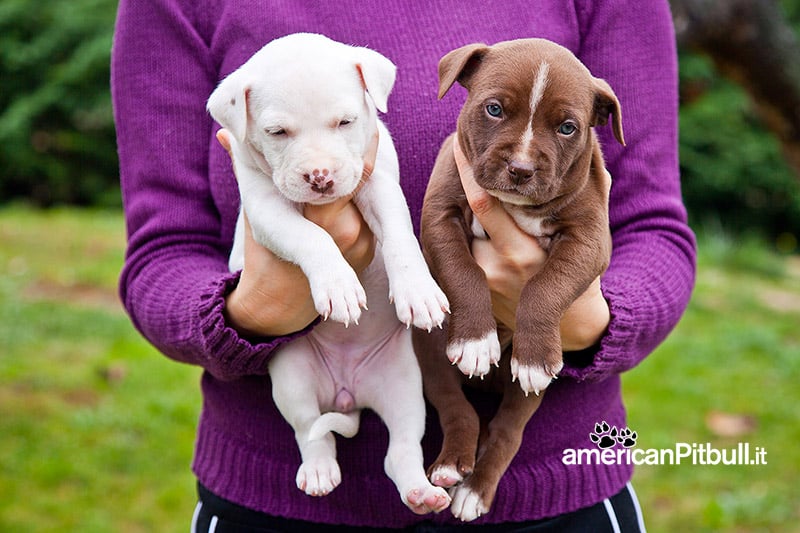 cuccioli american pitbull terrier