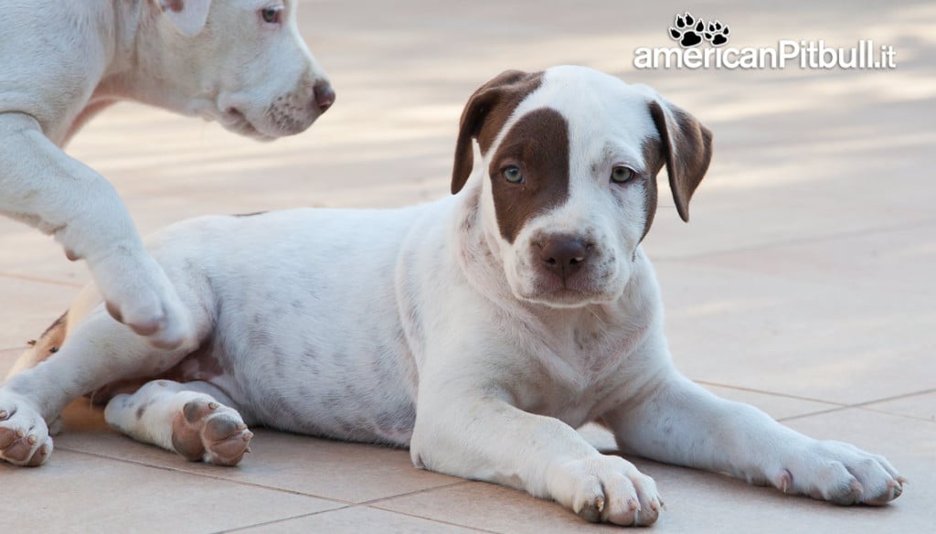 cucciola american pitbull terrier bianca con macchia marrone