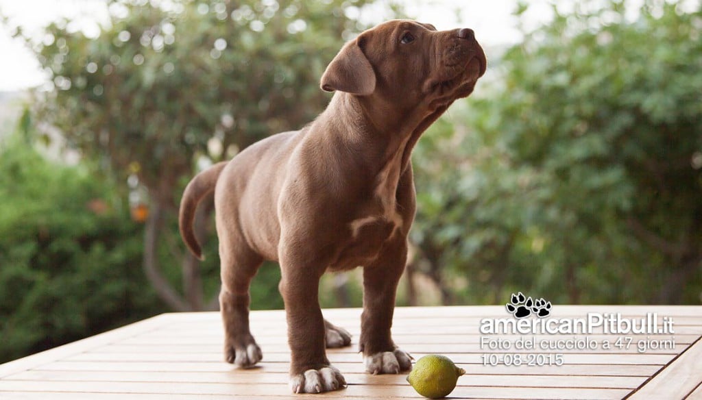 cucciolo cioccolato american pitbull terrier