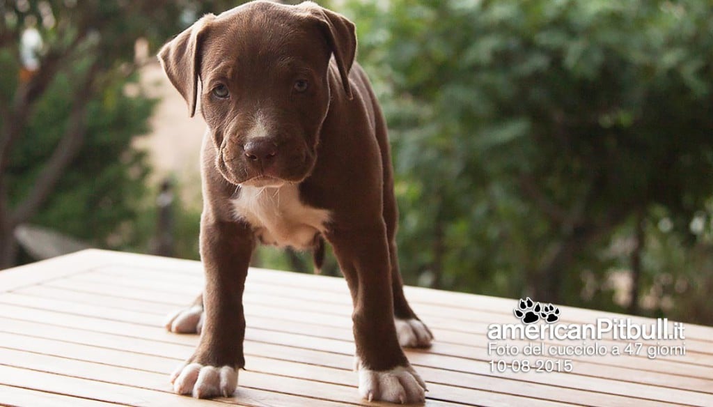 cucciolo cioccolato american pitbull terrier red nose