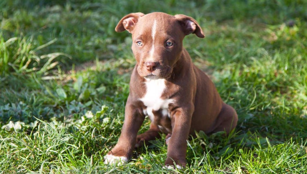 Roki Cucciolo american Pitbull terrier cioccolato di Pitbullreserve