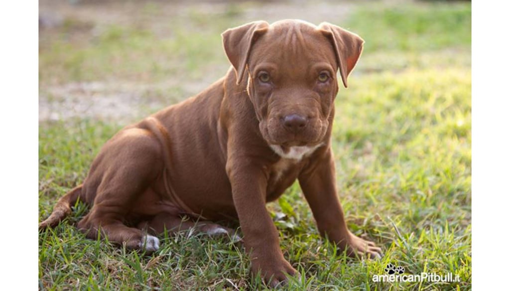 cucciolo maschio american pitbull terrier cioccolato