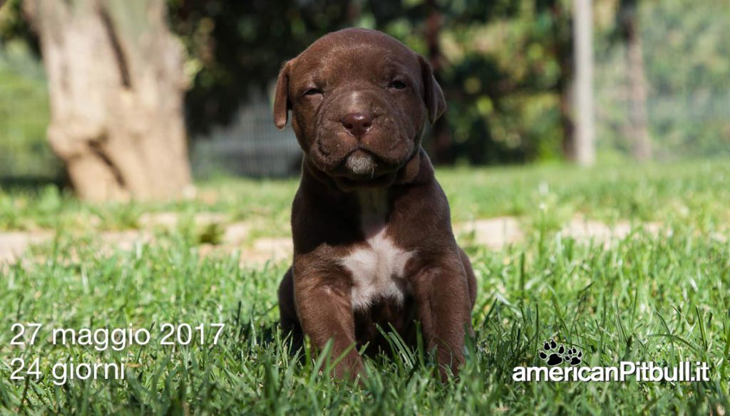 cucciolo maschio american pitbull terrier 2017