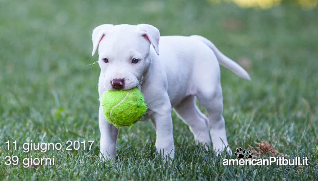 cucciolo american pit bull terrier red nose bianco