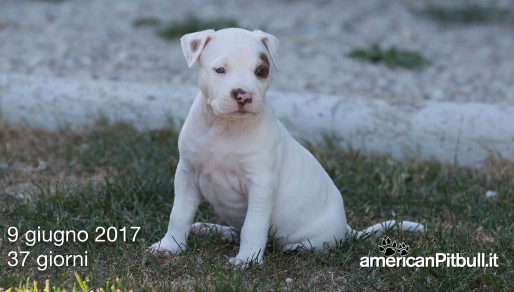cucciolo american pit bull terrier red nose