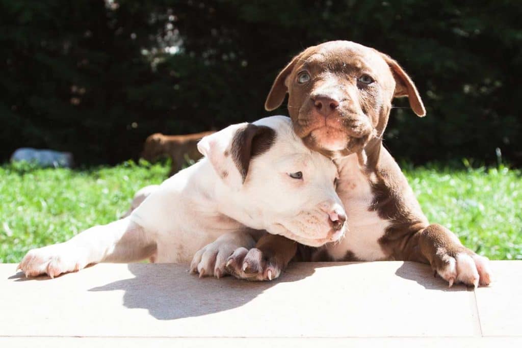 Due cuccioli di Pitbull, Hector e Dana di Pitbull Reserve