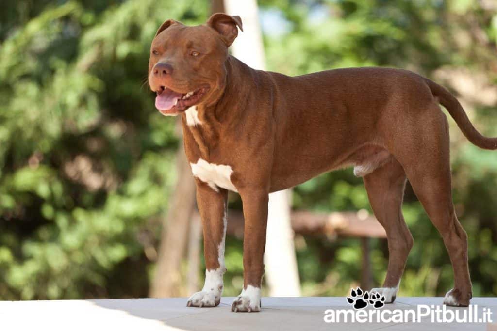 american-pitbull-terrier-pitbull-reserve