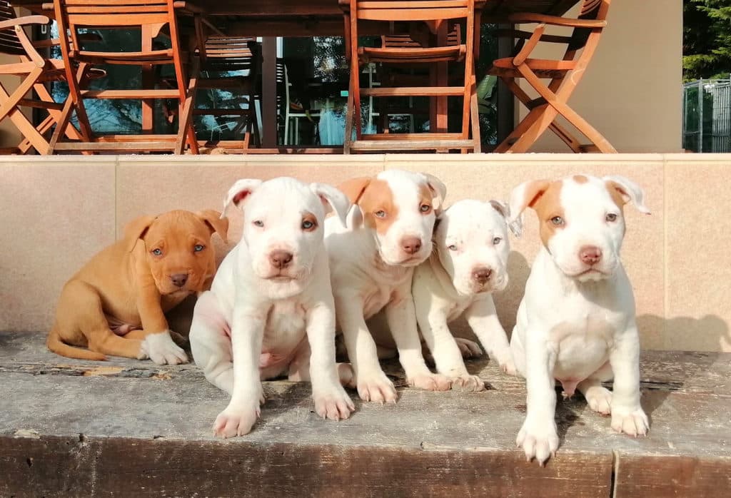 cuccioli pitbull seduti, 5 cuccioli, 4 bianchi e uno marrone chiaro