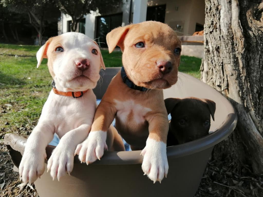 due cuccioli pitbull con collare in giardino nella cuccia del cane