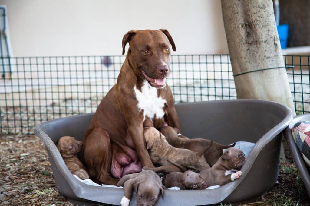 MAmma Dana seduta mentre allatta i suoi cuccioli Pitbull