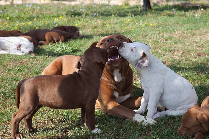 due cuccioli di pitbull leccano il muso del papà Blu che mostra loro i denti