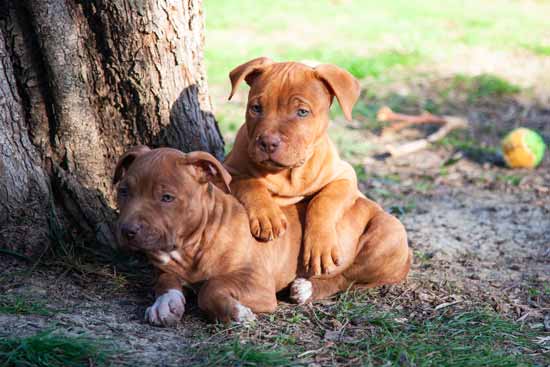 cuccioli di pitbull rednose 2023 allevamento Pitbull Reserve