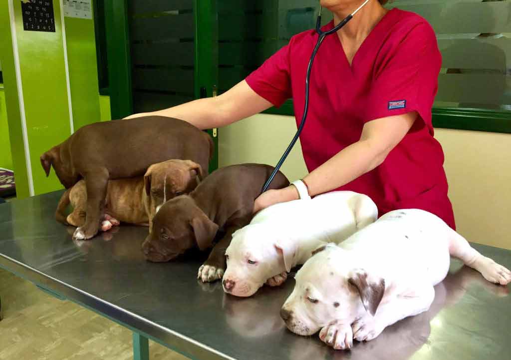 veterinario visita cuccioli pitbull
