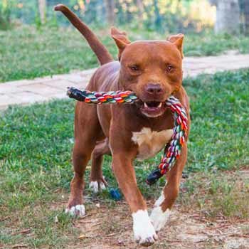 Maschio adulto American Pitbull Terrier cioccolato con petto e piedi bianchi nome: Blu, allevamento: Pitbull reserve
