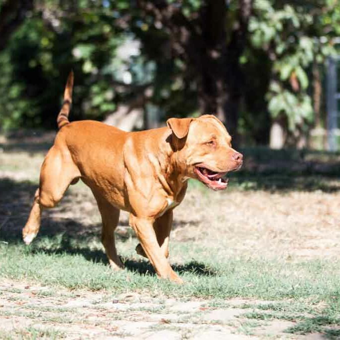 Max, American Pitbull Terrier maschio Rednose allevamento Pitbull Reserve