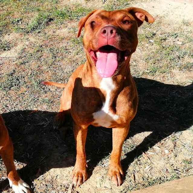 Greta, American Pitbull Terrier femmina rednose Allevamento Pitbull Reserve