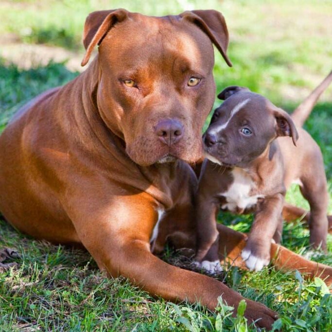 Femmina american pitbull terrier con cucciolo red nose, colore cioccolato